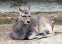 二ホンジカの写真 3